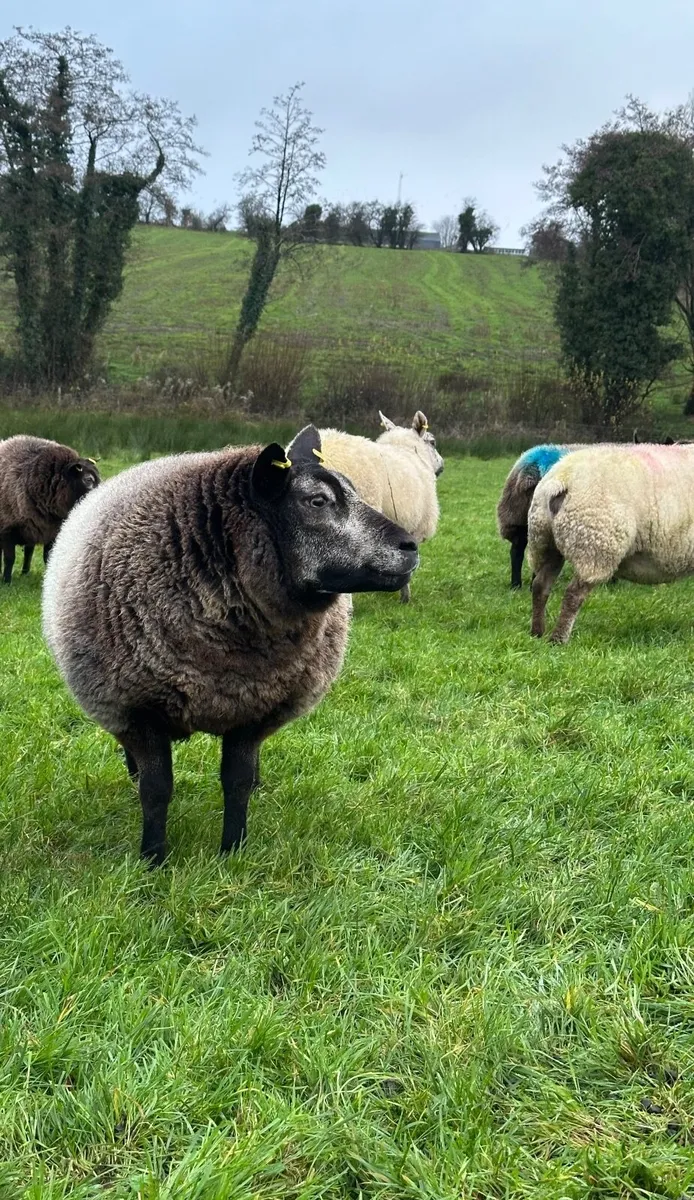 Pedigree Blue Texel Ewe - Image 1