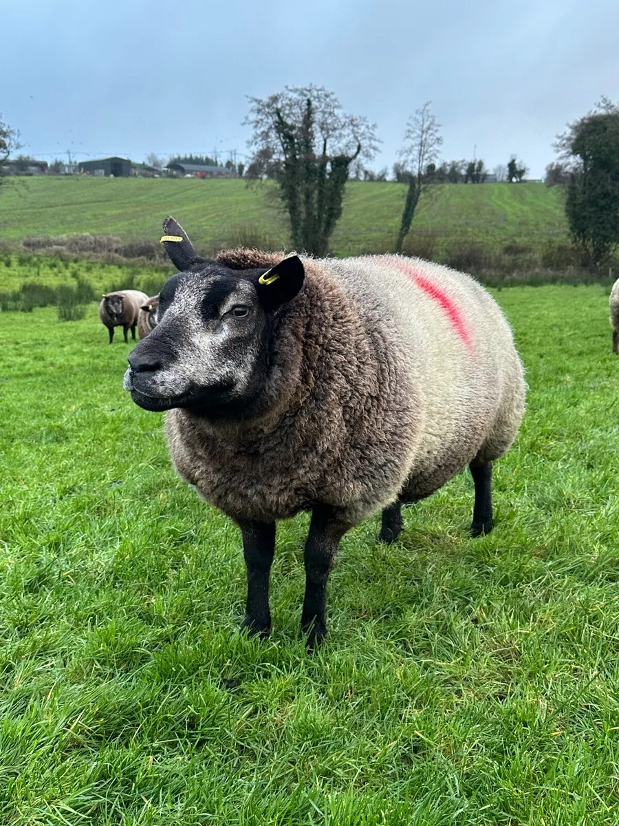 Pedigree Blue Texel Ewe - Image 2