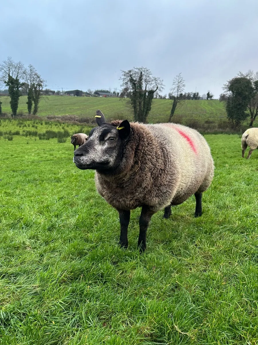 Pedigree Blue Texel Ewe - Image 3