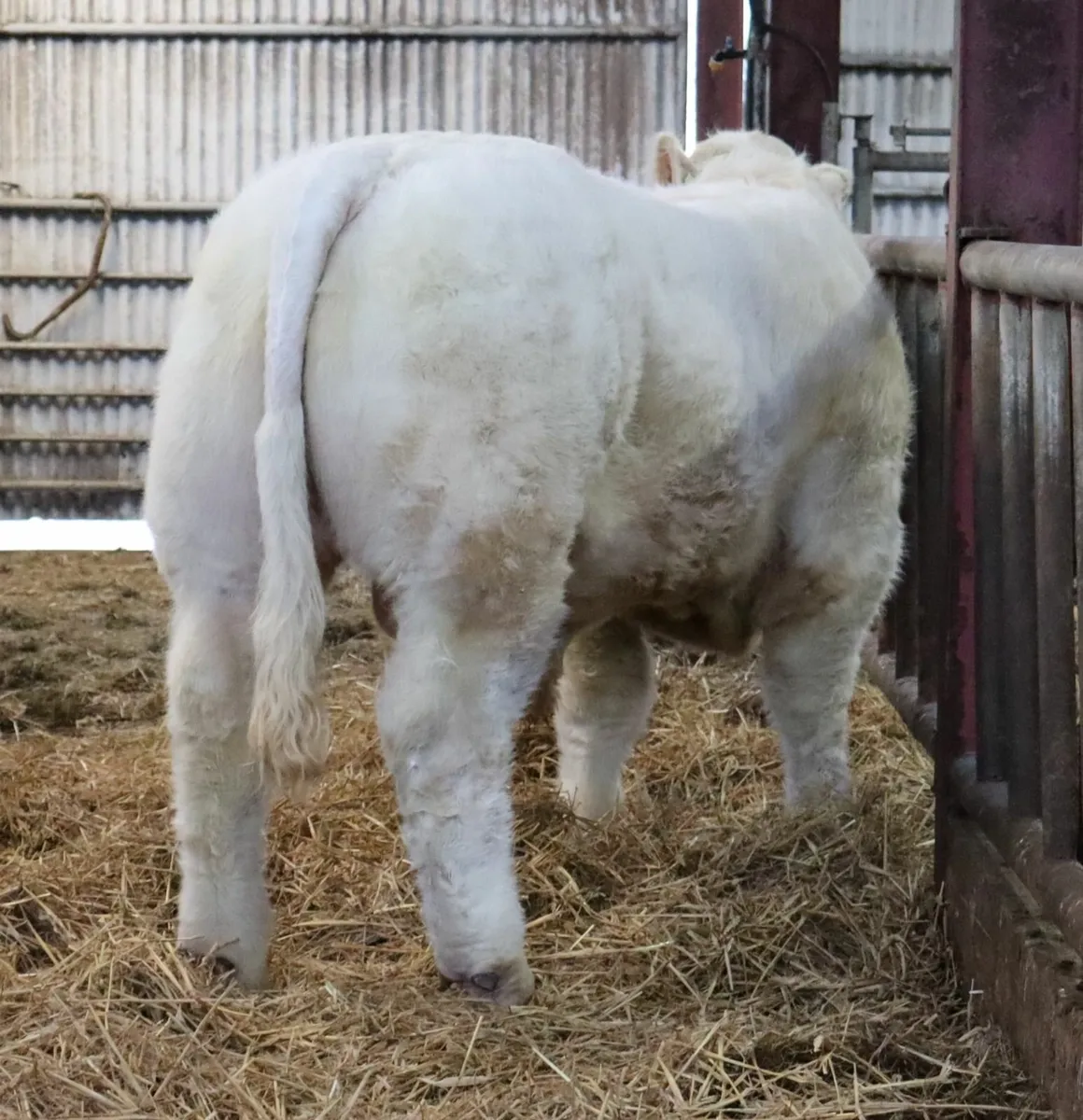 Charolais bull - Image 3
