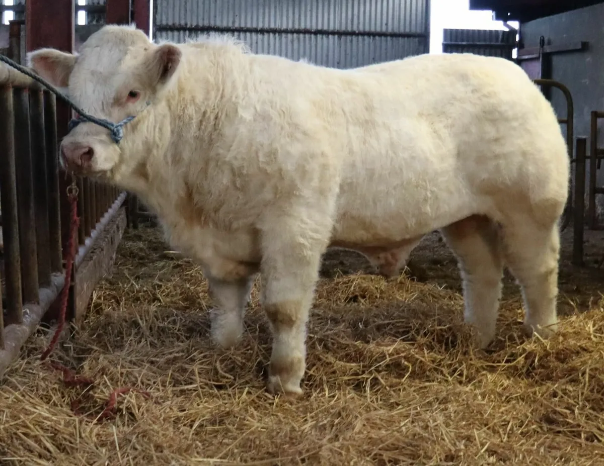 Charolais bull - Image 1