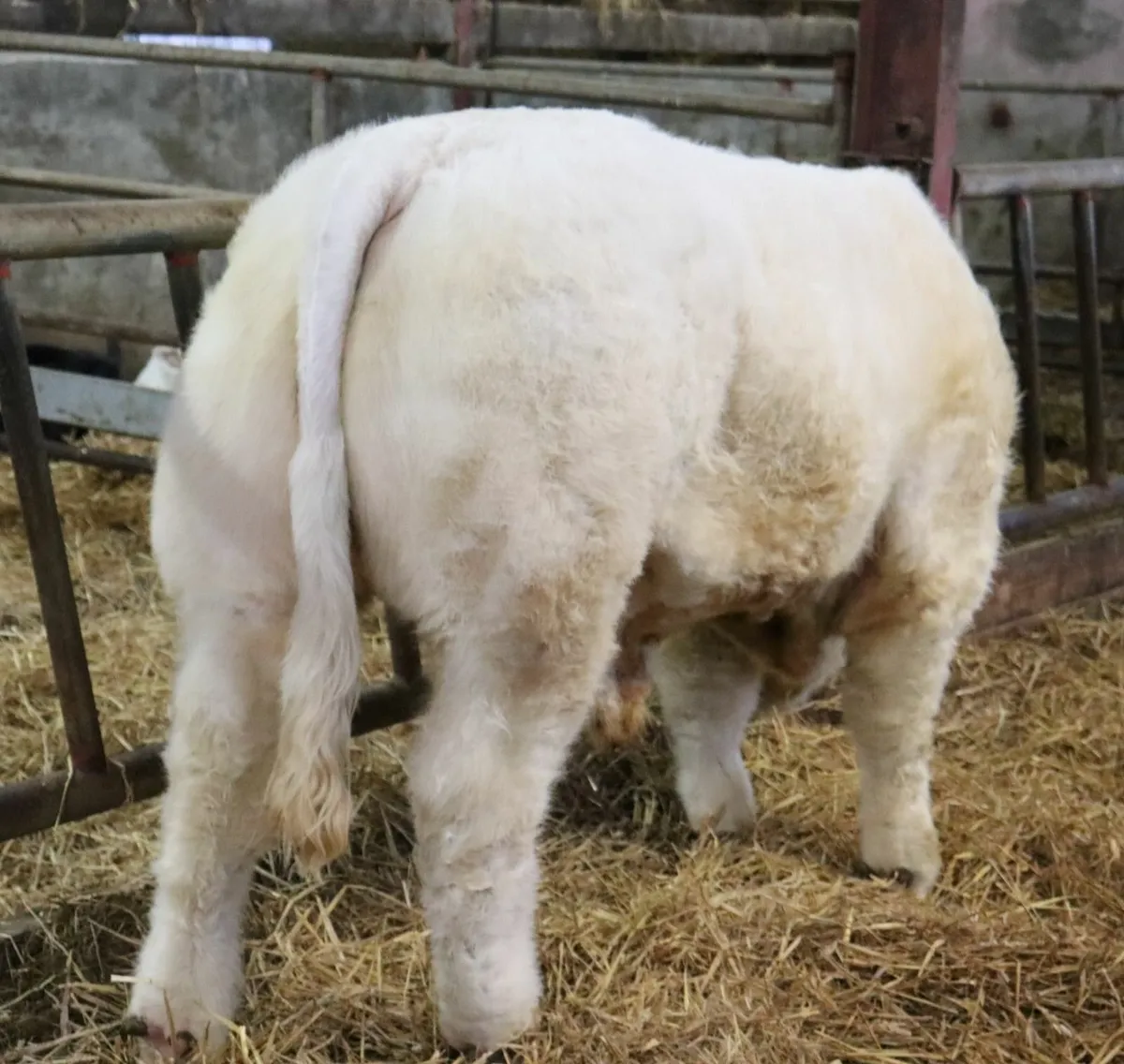 Charolais bull - Image 2