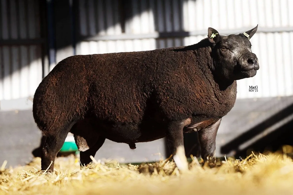 Pedigree Blue Texel Ewe - Image 4