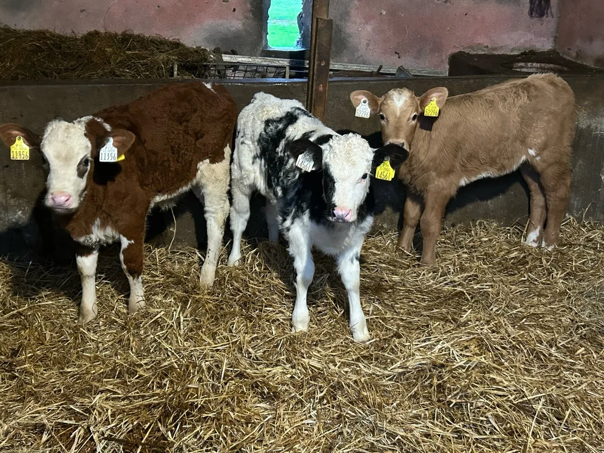 Continental Heifer Sucks - Image 1