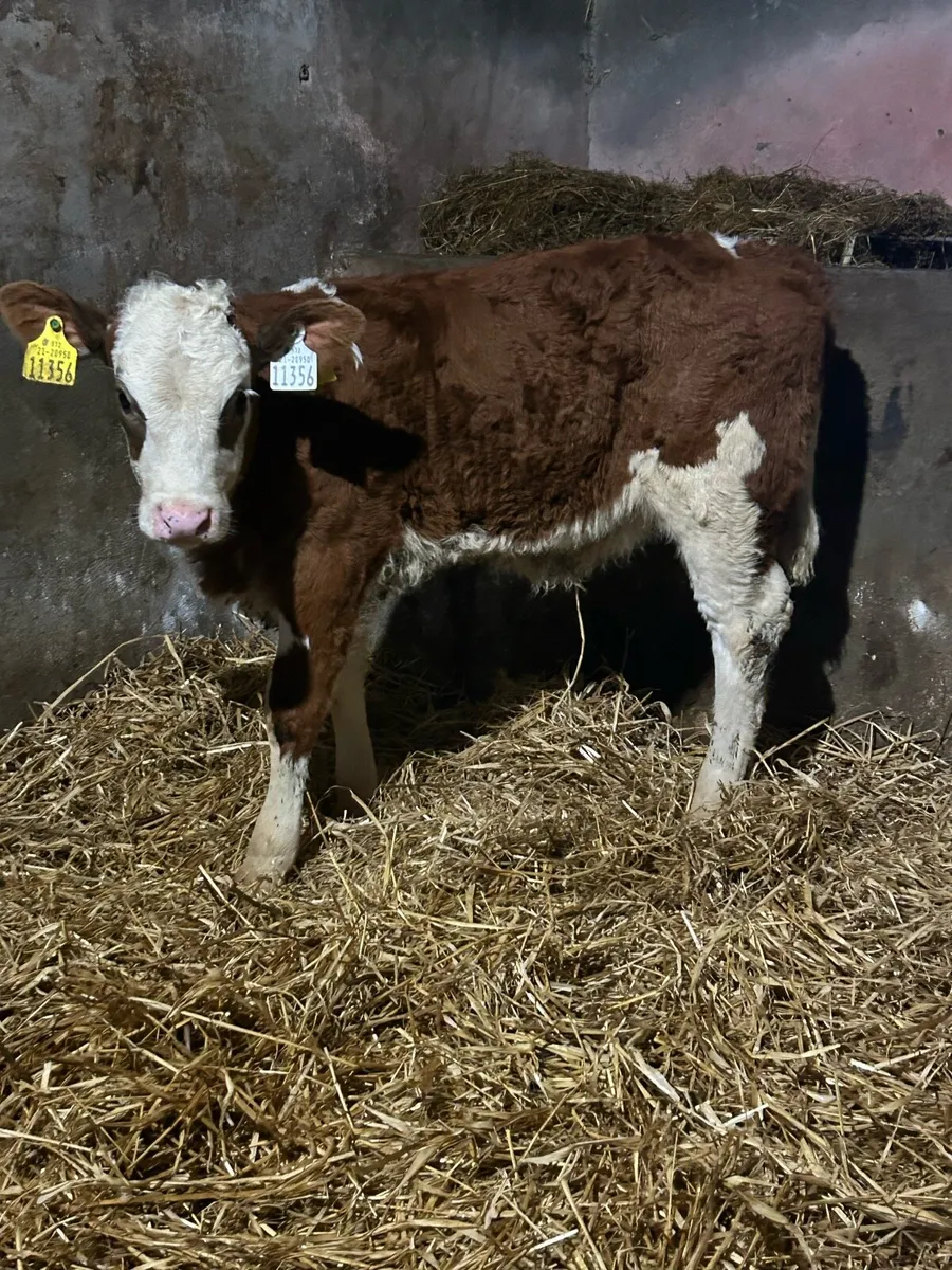 Continental Heifer Sucks - Image 2