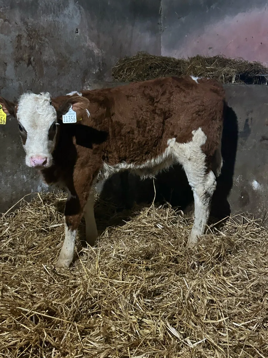 Continental Heifer Sucks - Image 3