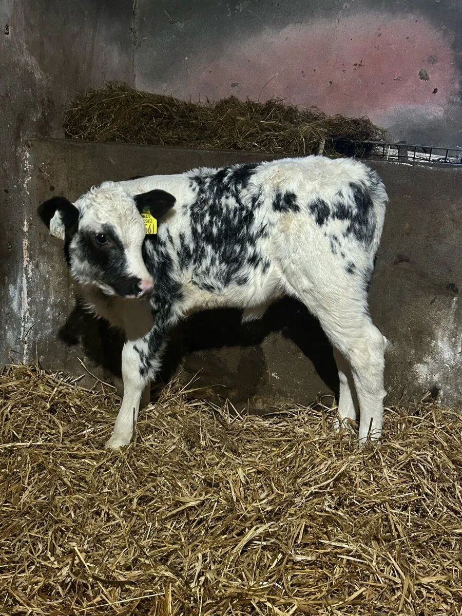 Continental Heifer Sucks - Image 4