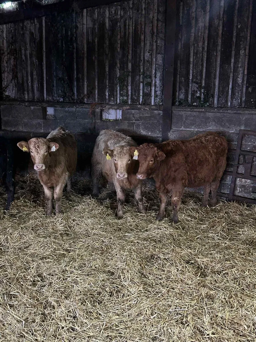 4 Limousin Heifers - Image 1