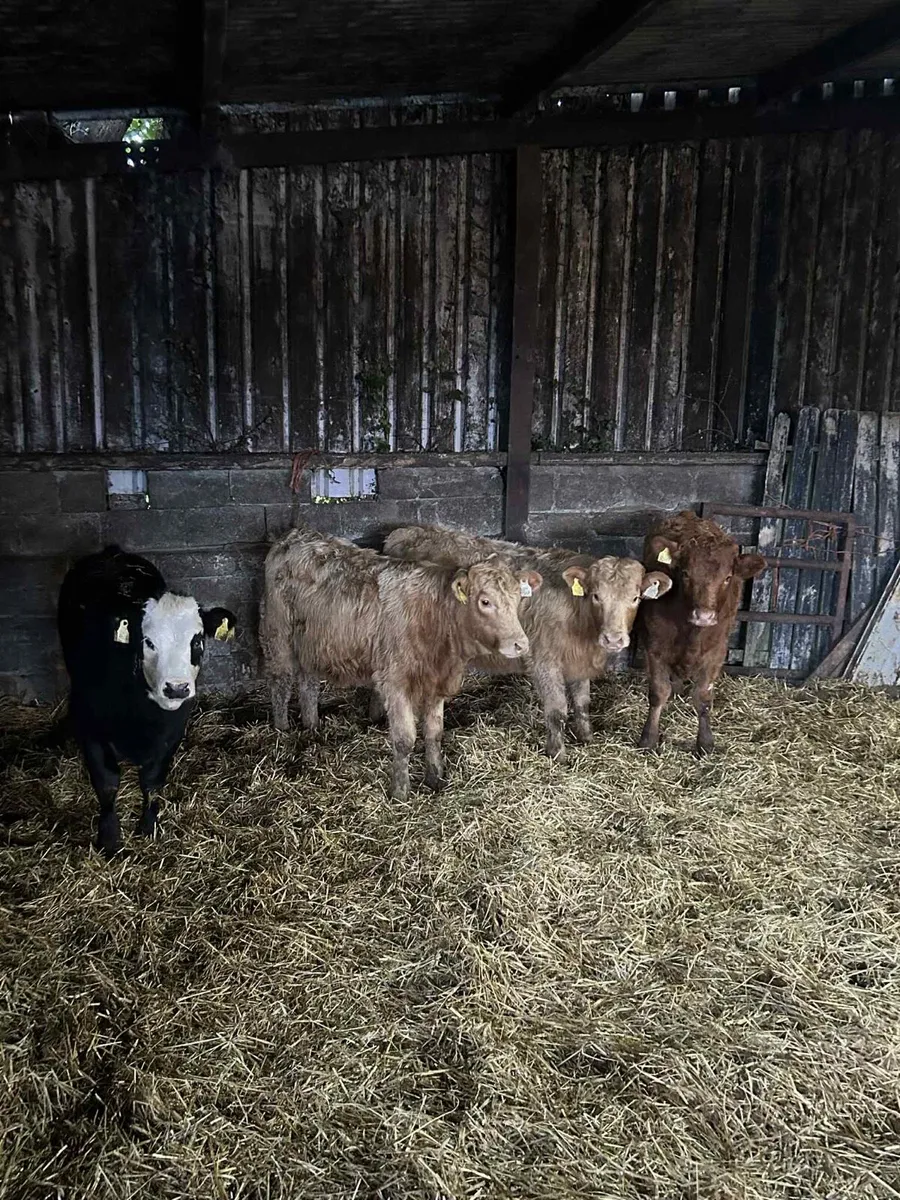 4 Limousin Heifers - Image 2