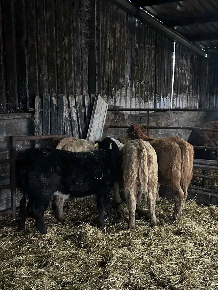 4 Limousin Heifers - Image 3