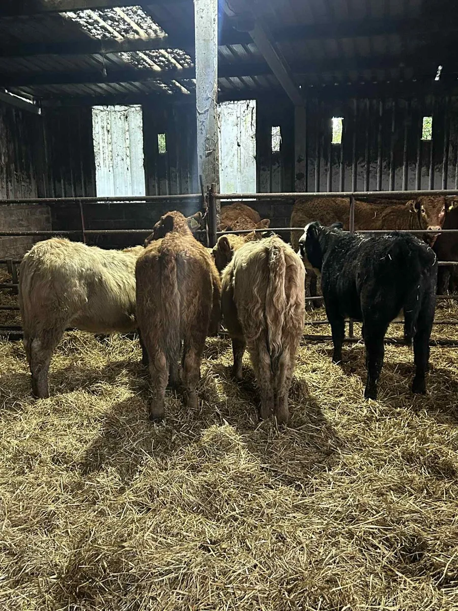 4 Limousin Heifers - Image 4