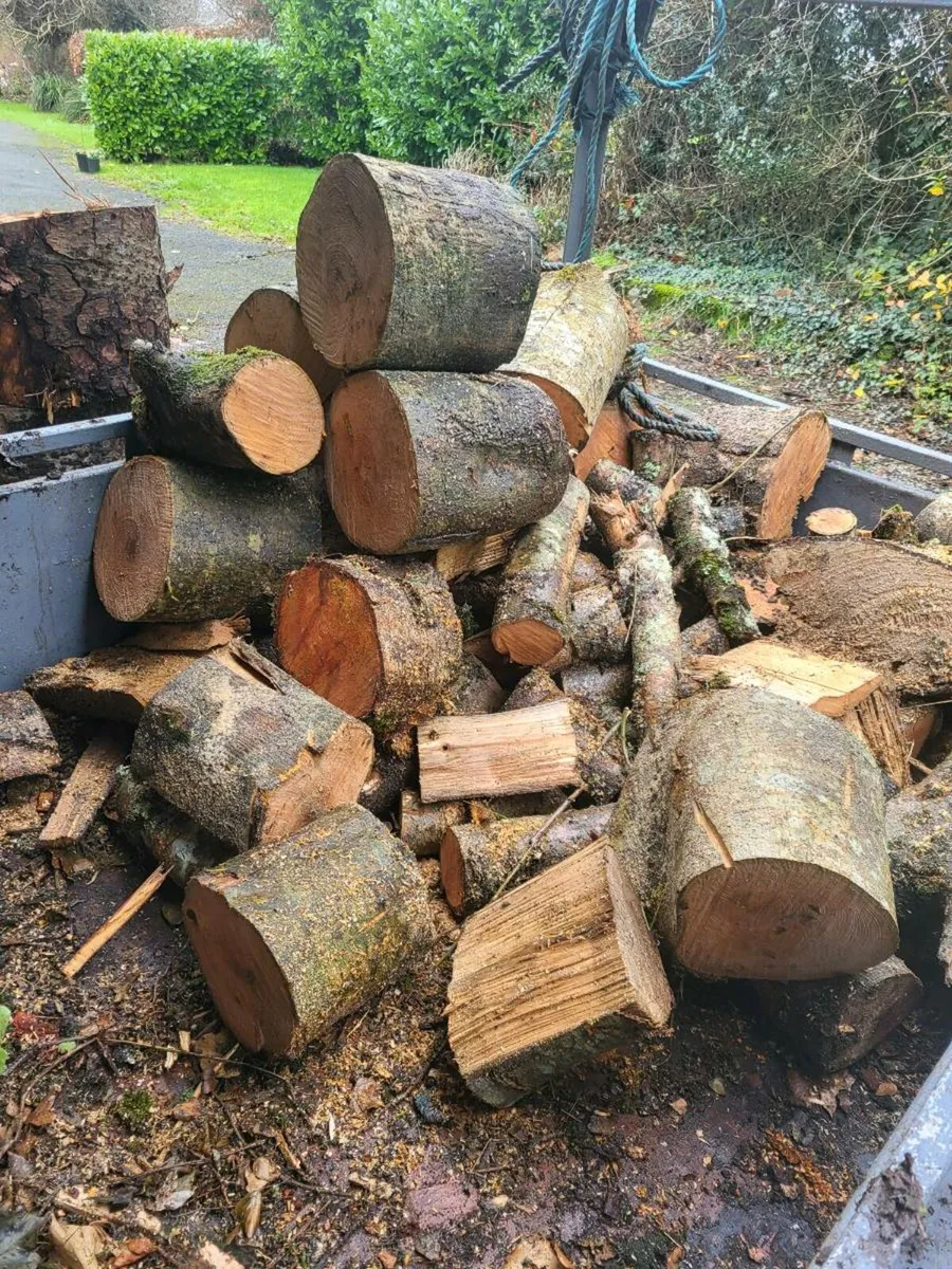Firewood / timber - Image 3