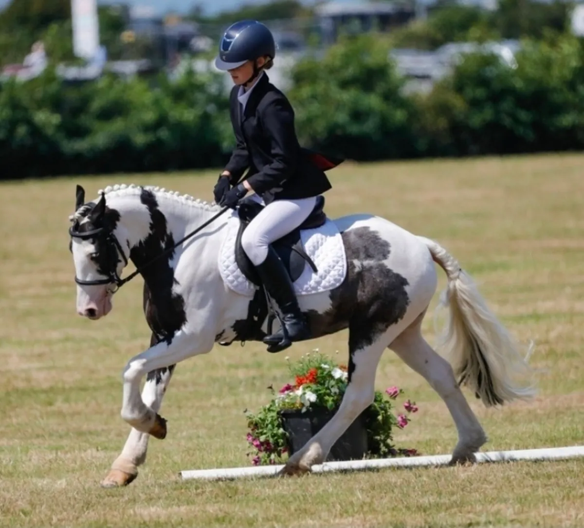 12.2hh all rounder pony - Image 1