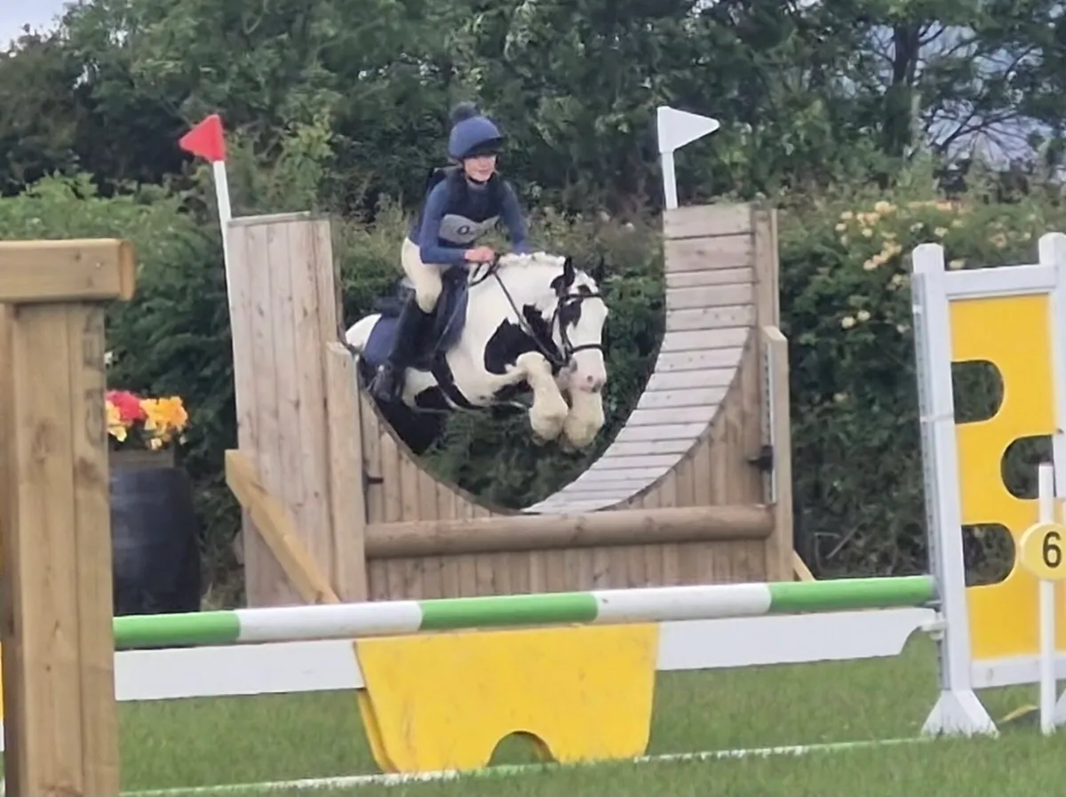 12.2hh all rounder pony - Image 2