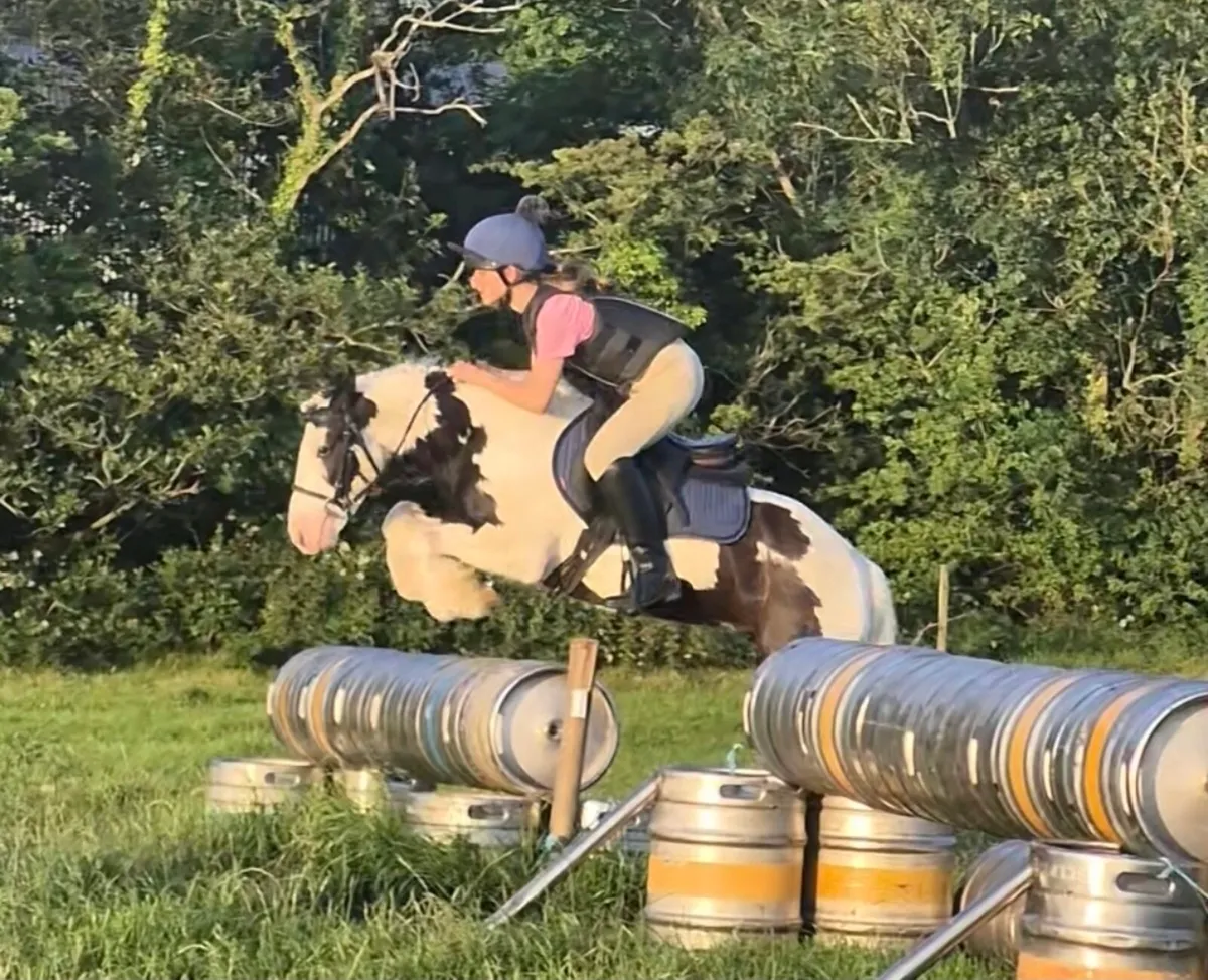 12.2hh all rounder pony - Image 3