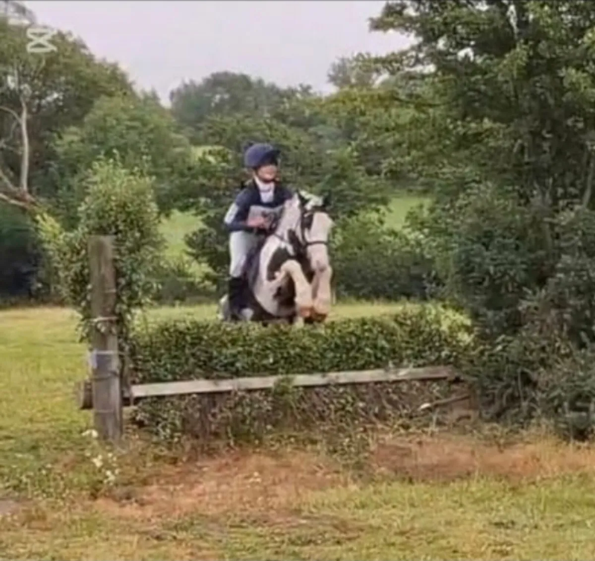 12.2hh all rounder pony - Image 4