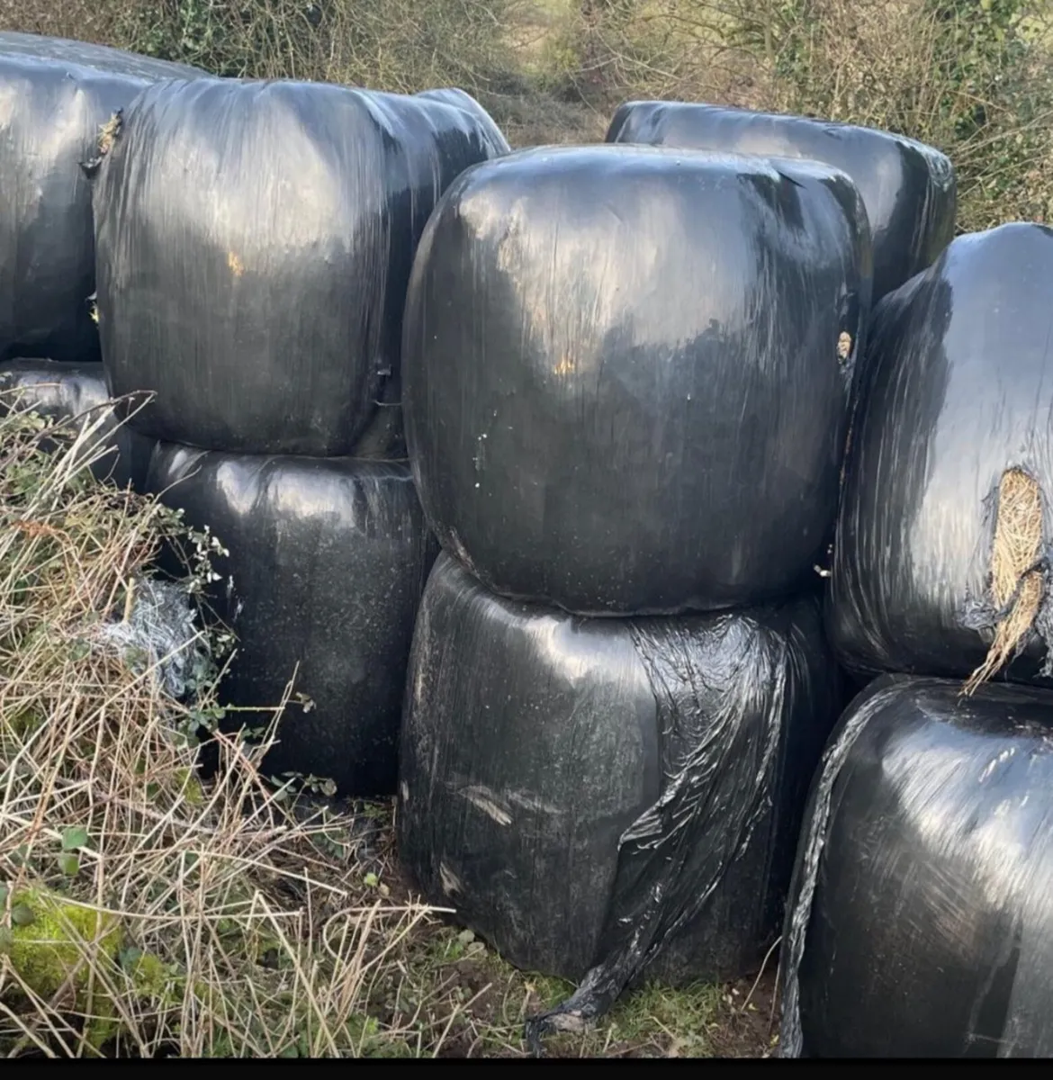 40 silage bales for sale
