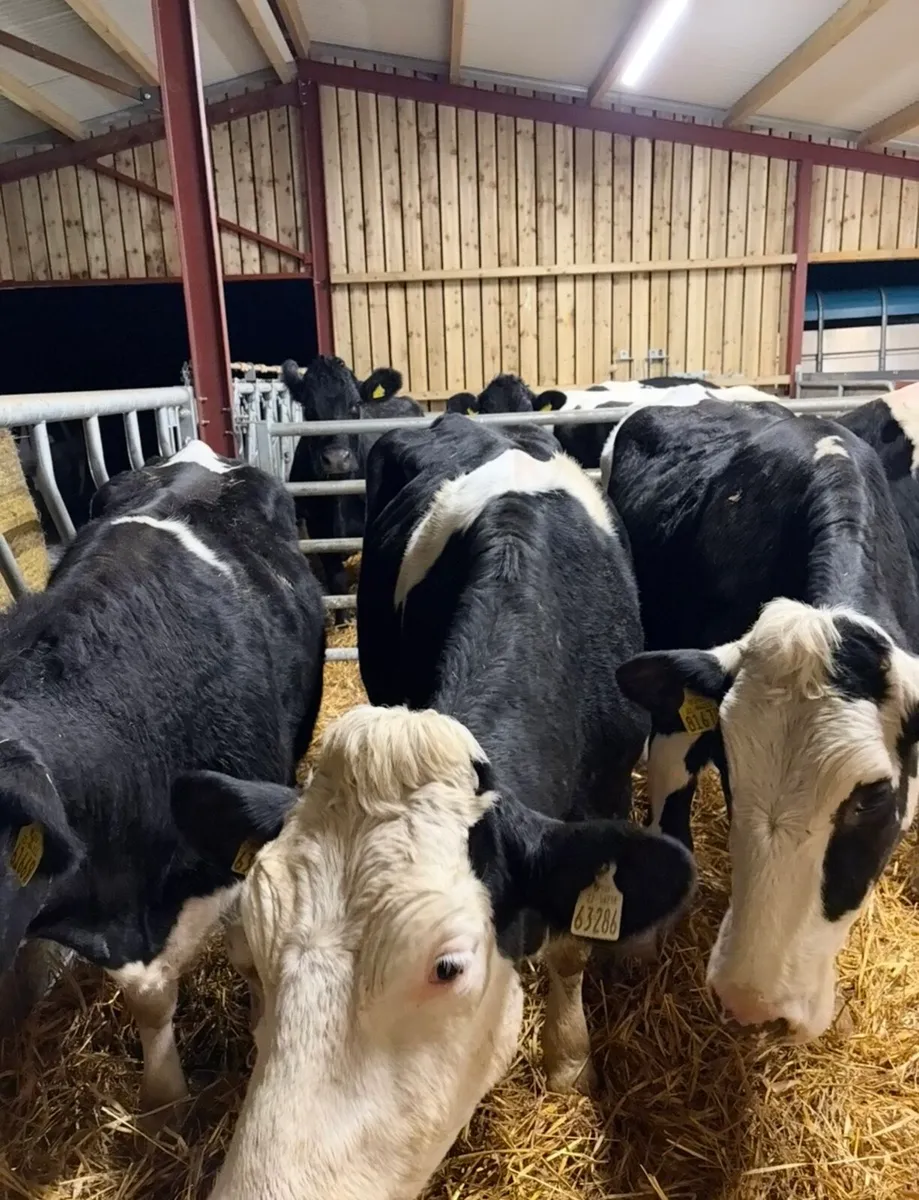 5 smashing springing heifers - Image 1