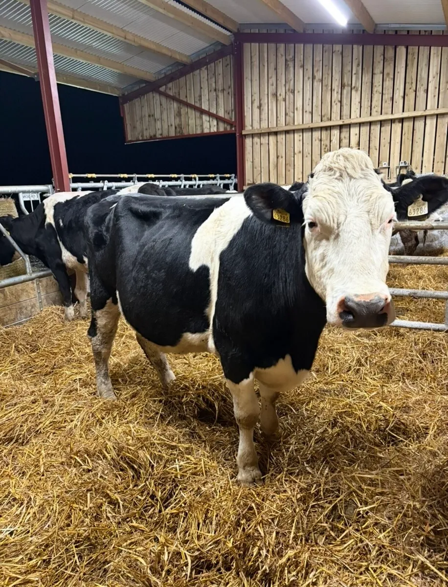 5 smashing springing heifers - Image 2