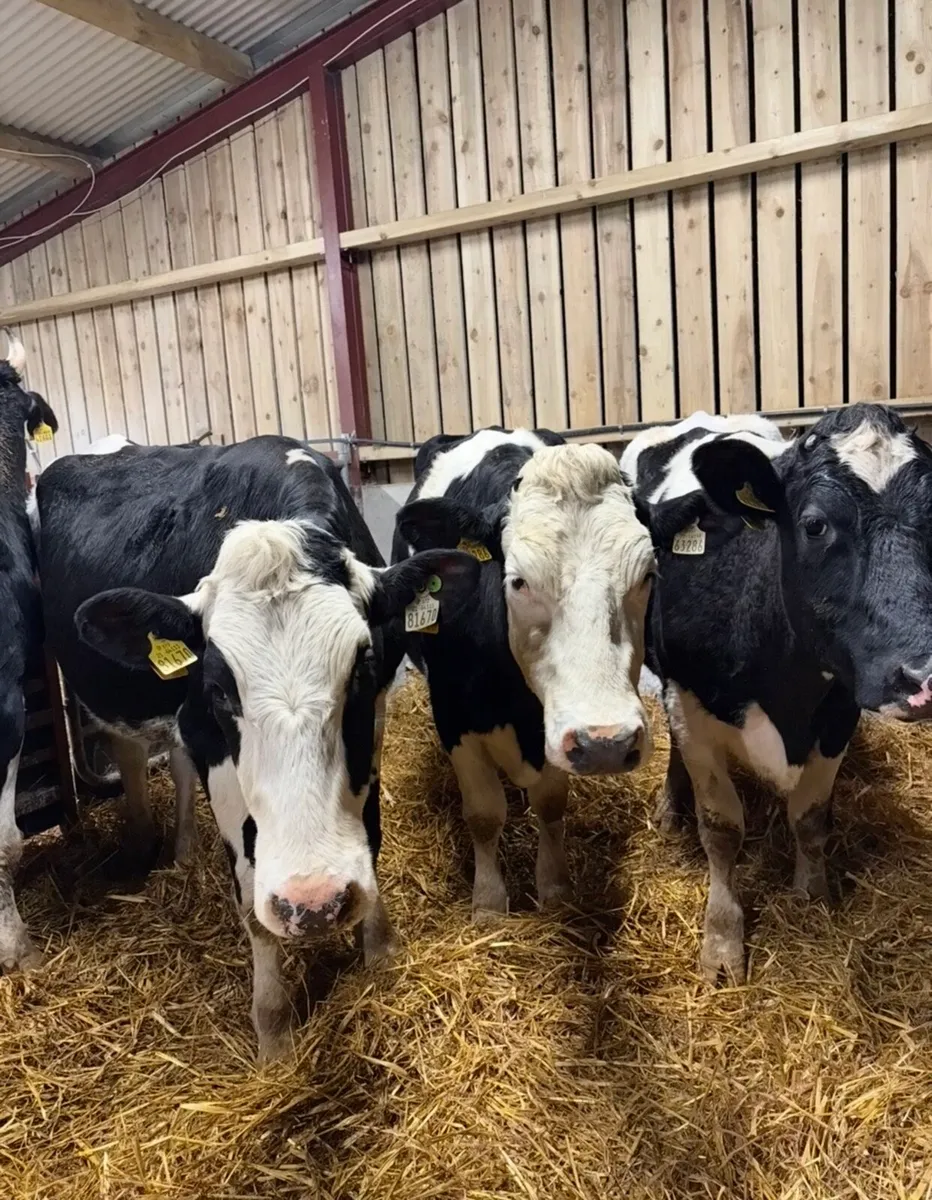 5 smashing springing heifers - Image 3