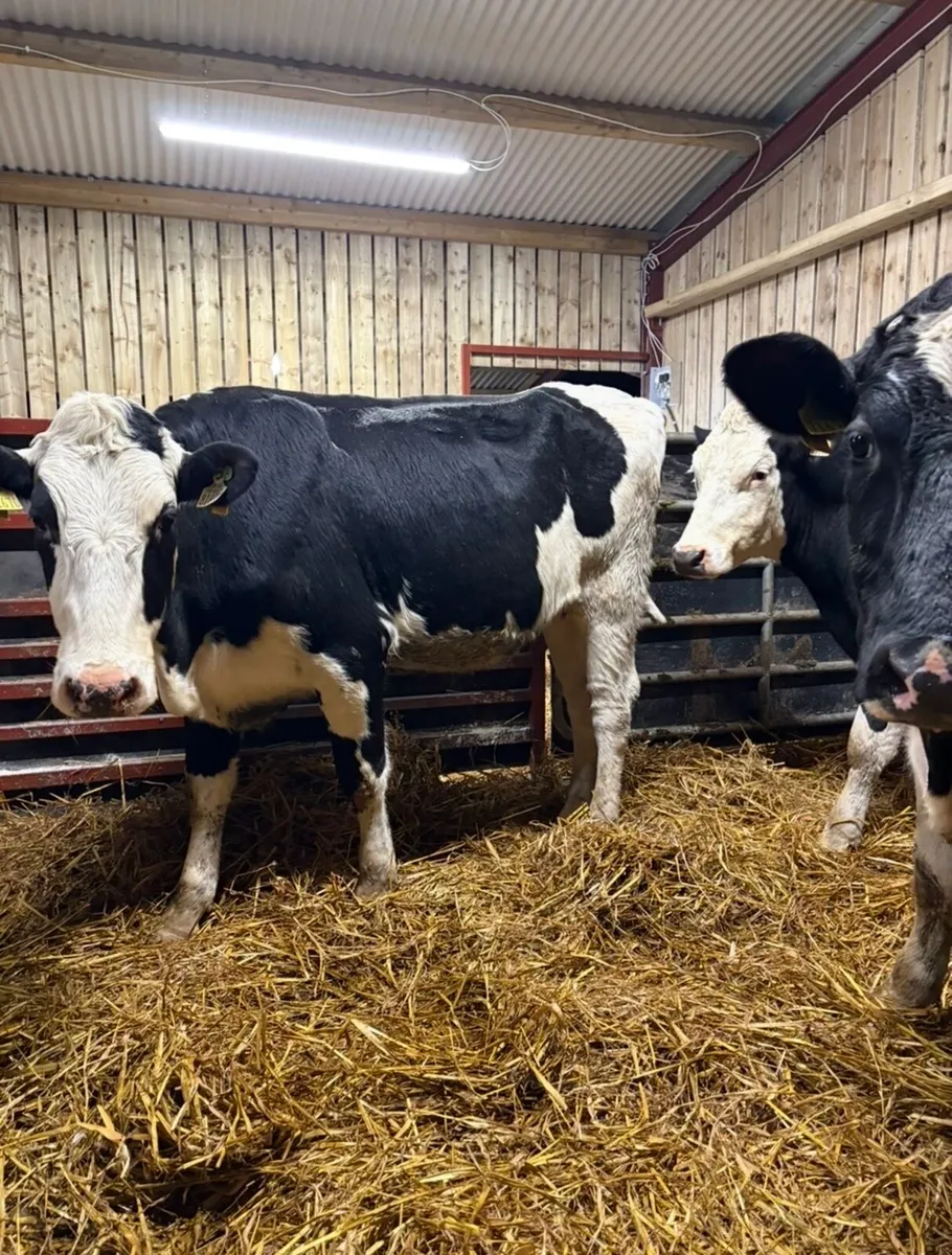 5 smashing springing heifers - Image 4