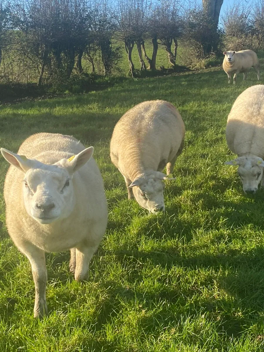 Pedigree Texel - Image 1