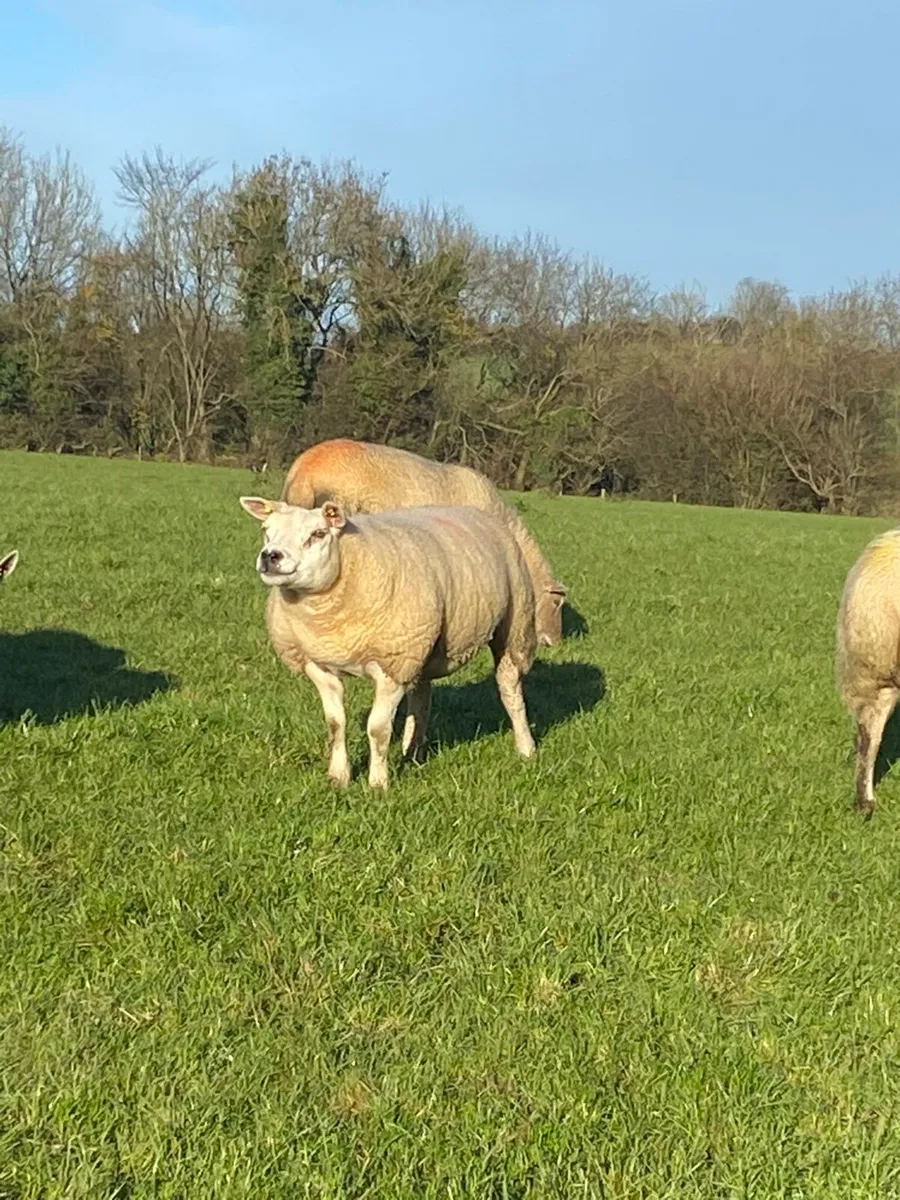 Pedigree Texel - Image 2