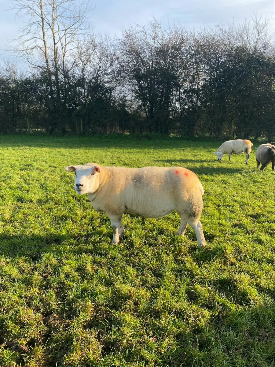 Pedigree Texel - Image 3
