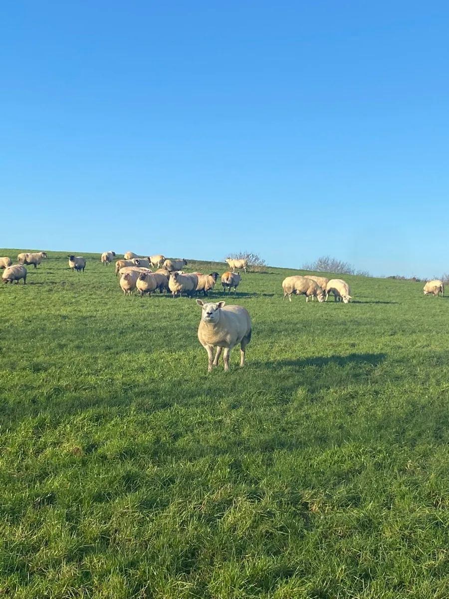 Pedigree Texel - Image 4