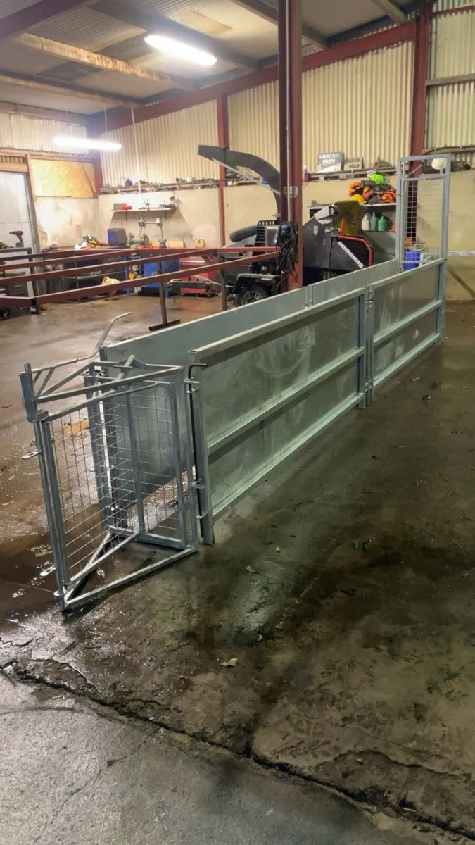 16ft sheep race - Image 1