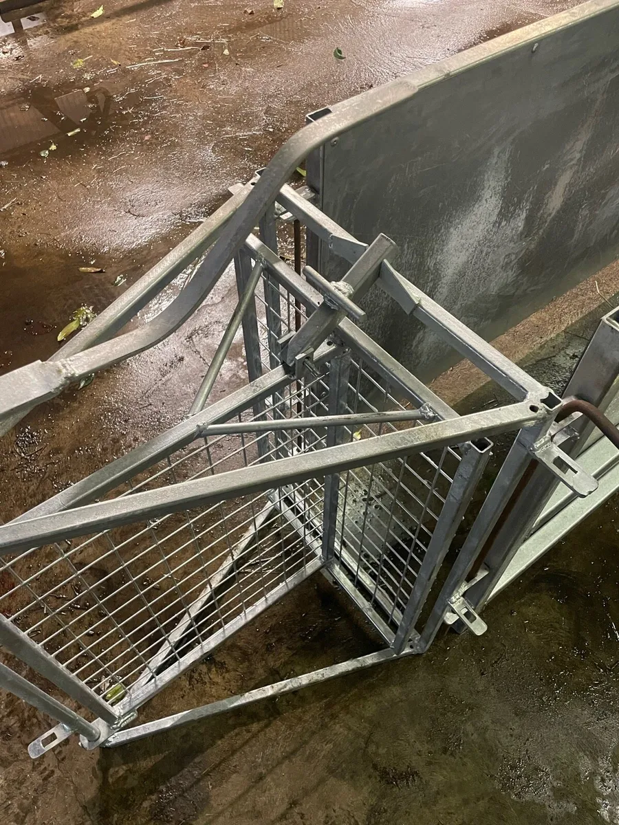 16ft sheep race - Image 4