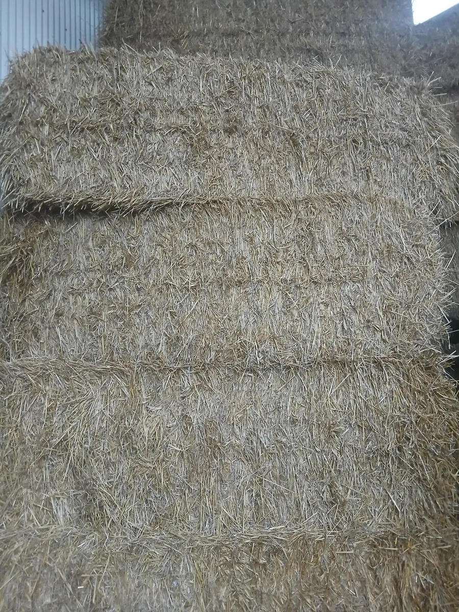 Wheateh straw - Image 2