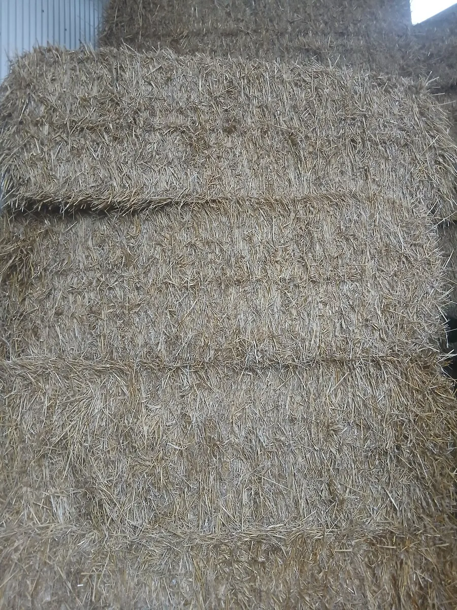 Wheateh straw - Image 3