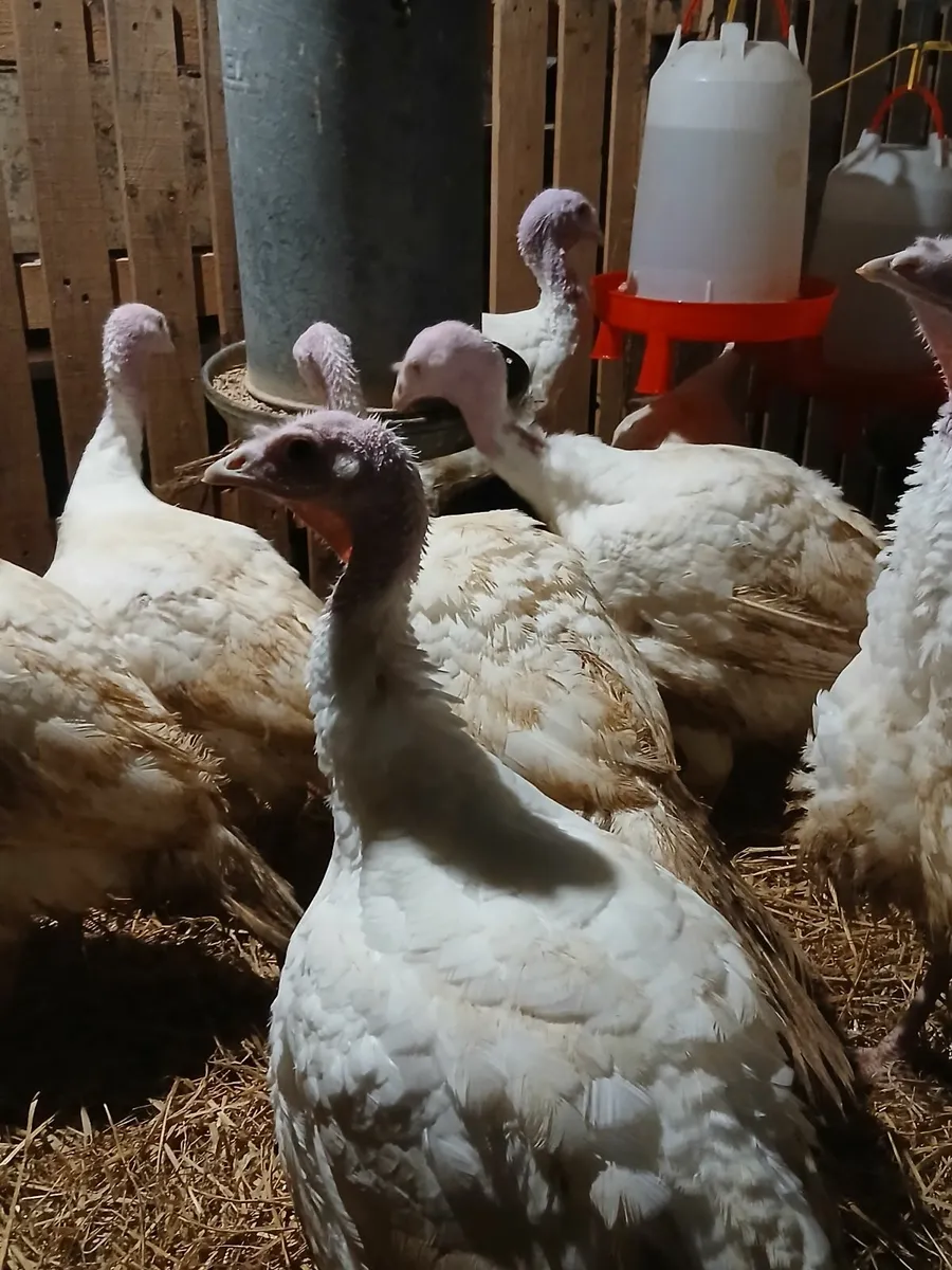 Turkeys - Image 2