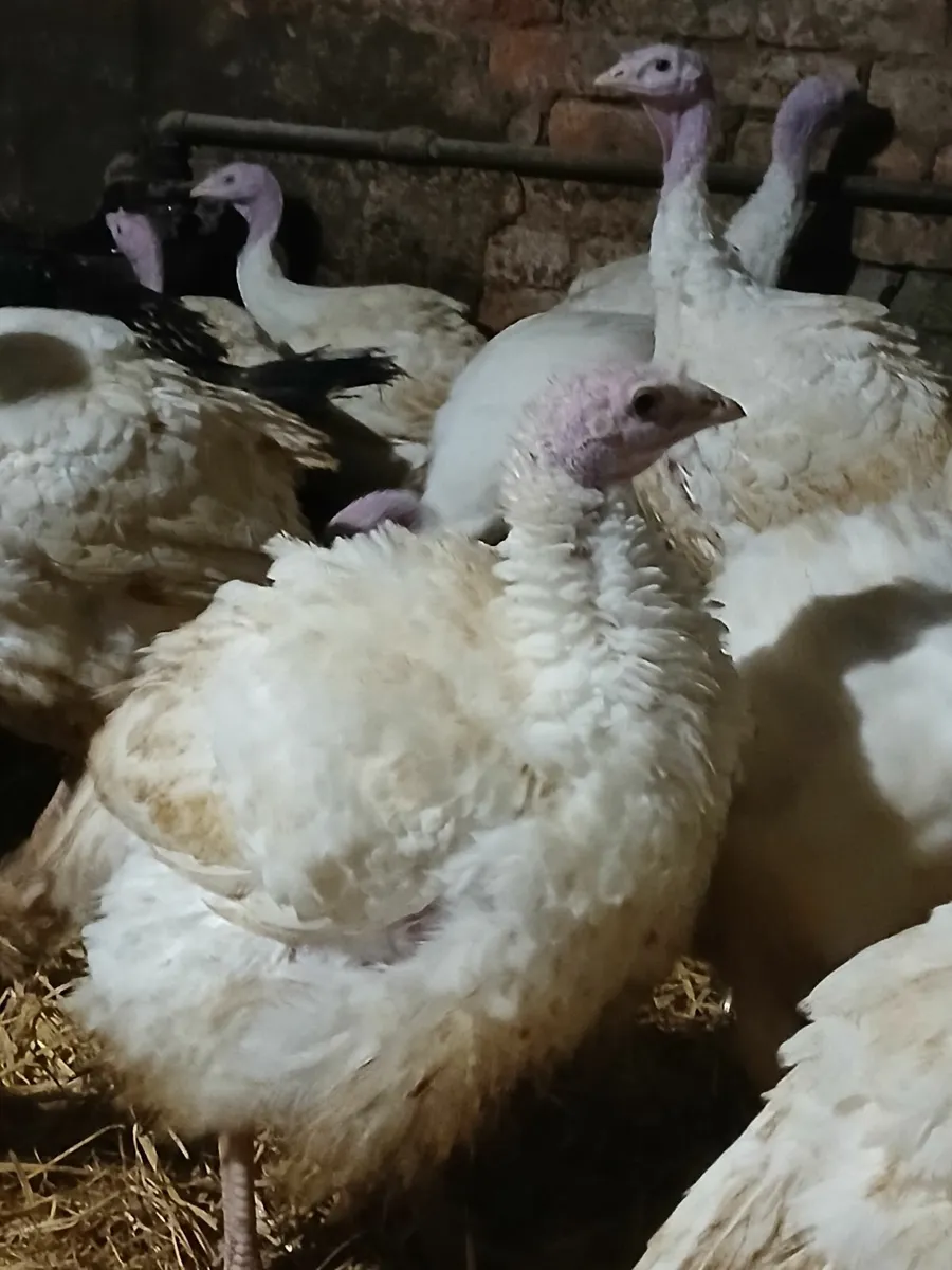 Turkeys - Image 3
