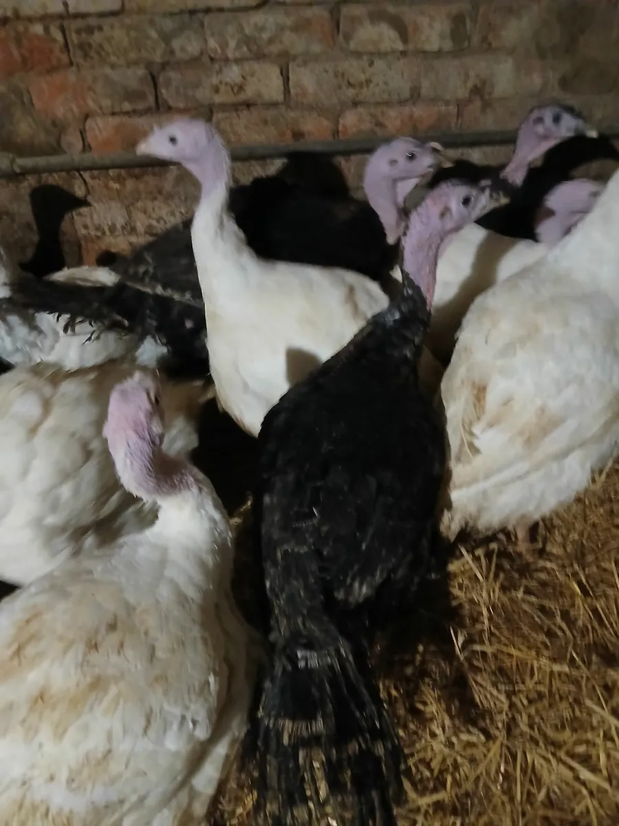 Turkeys - Image 4
