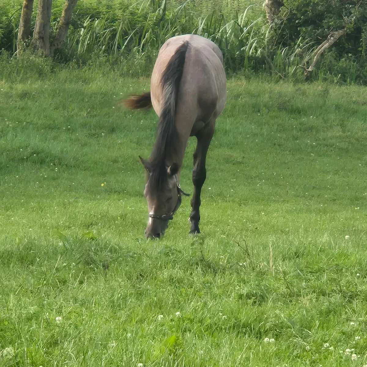 Almost 2yo Filly by Democrat - Image 1