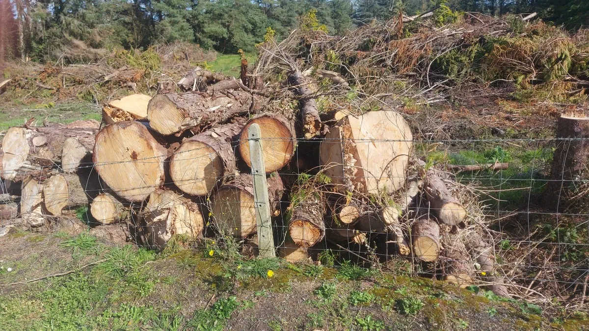 firewood for sale - Image 3