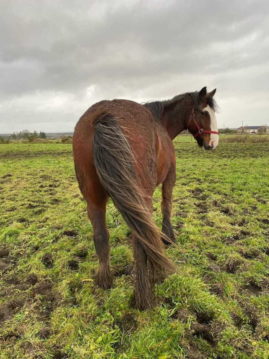 Clydesdale Mare - Image 1