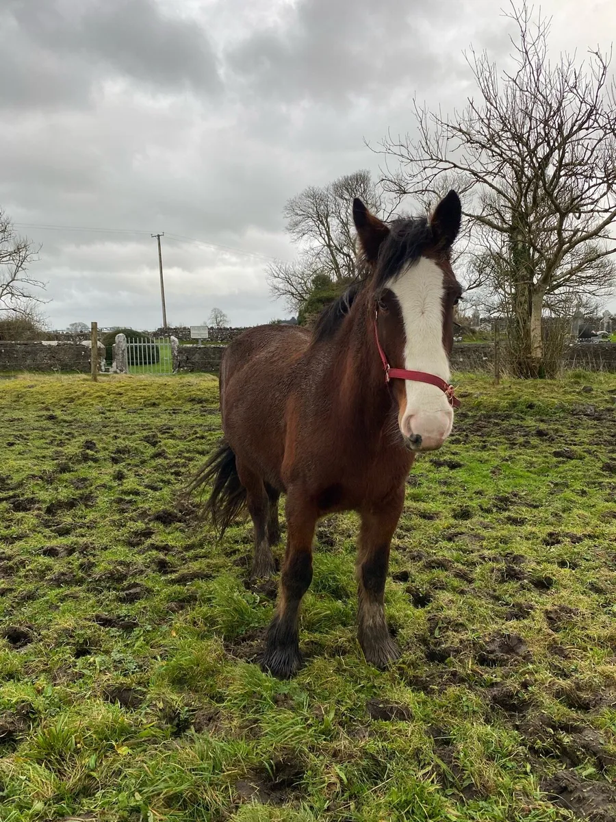 Clydesdale Mare - Image 2