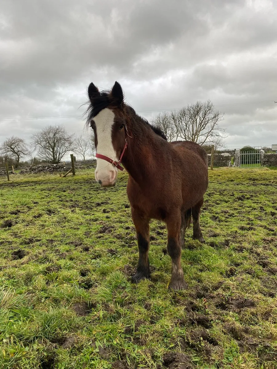 Clydesdale Mare - Image 3
