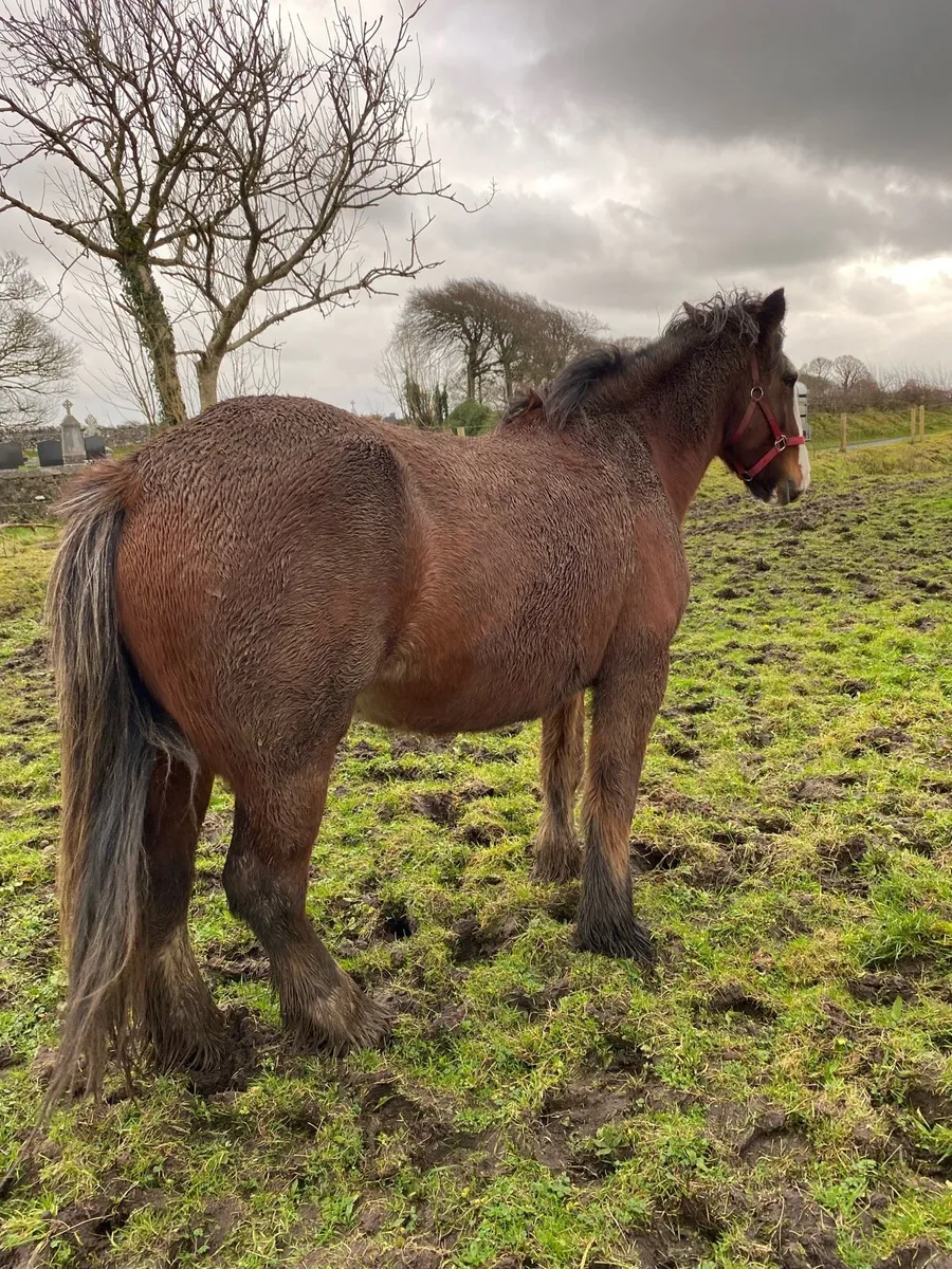 Clydesdale Mare - Image 4