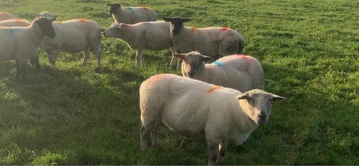 Ewes - Image 1