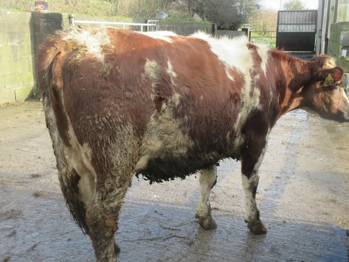 roan belgian blue heifer springing to calve - Image 2