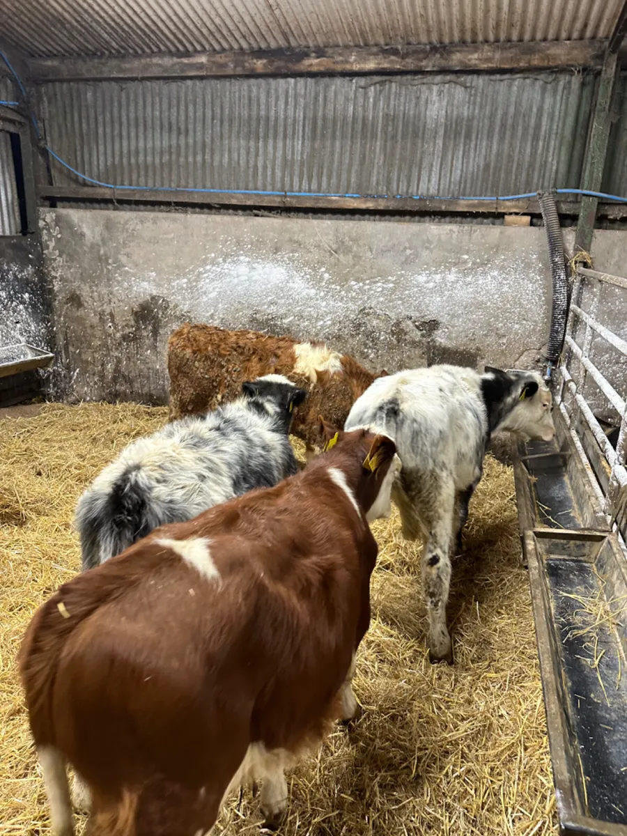 Fkv and blue bulls - Image 4