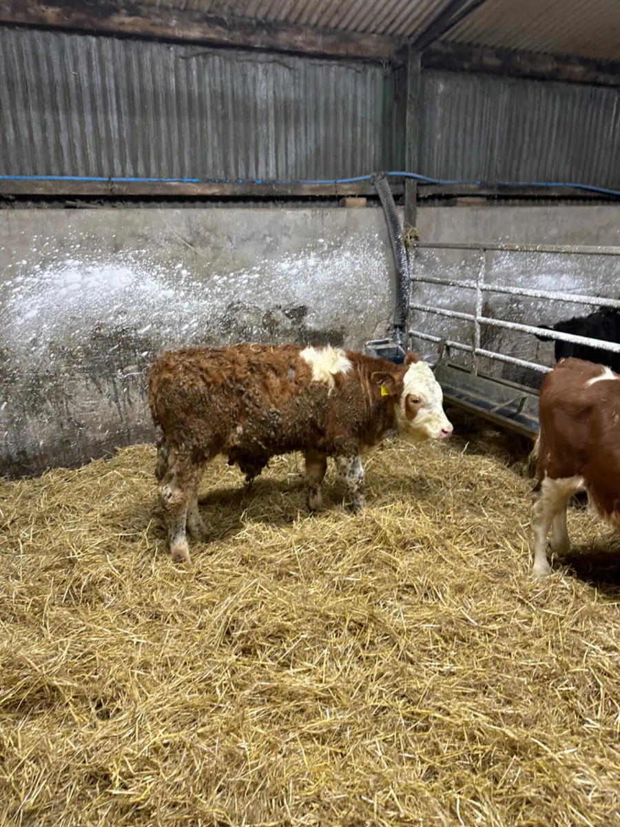 Fkv and blue bulls - Image 1