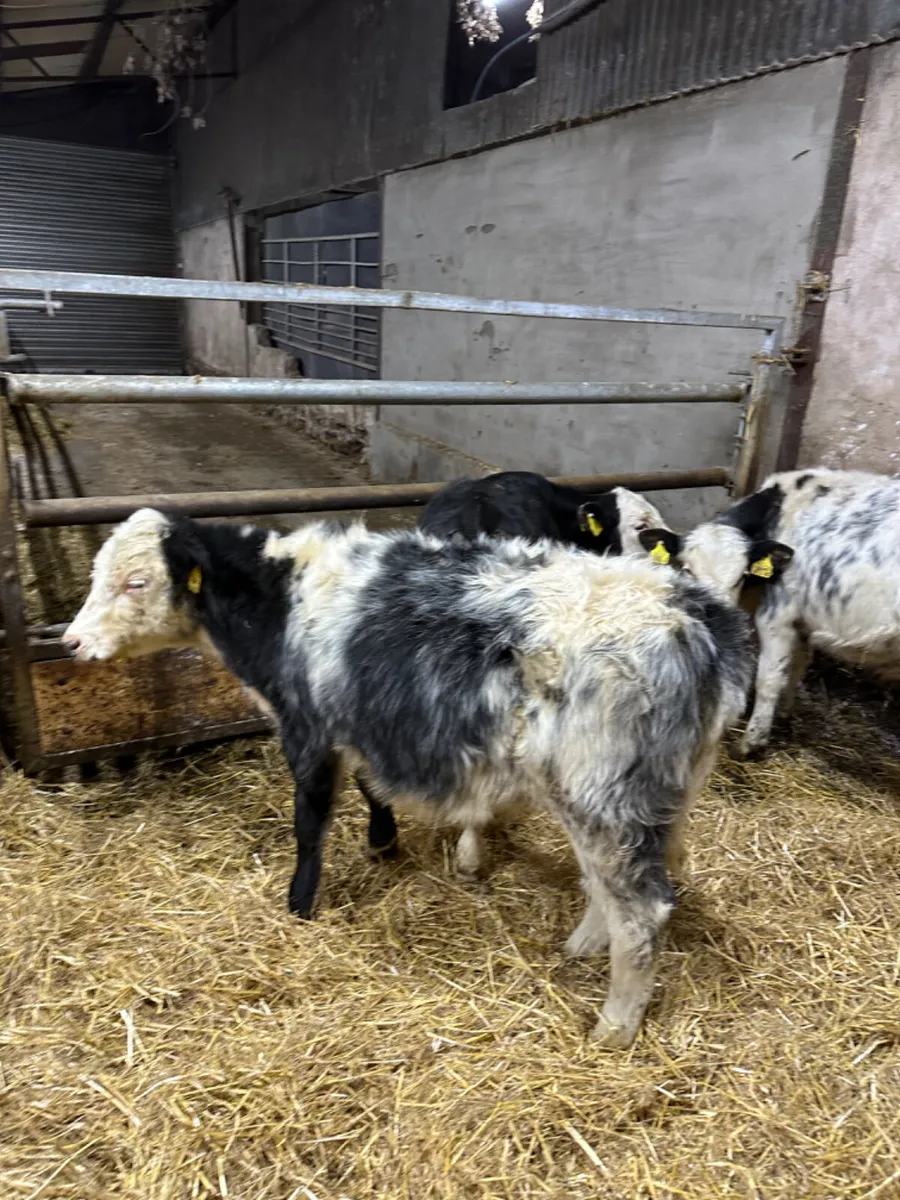 Fkv and blue bulls - Image 3