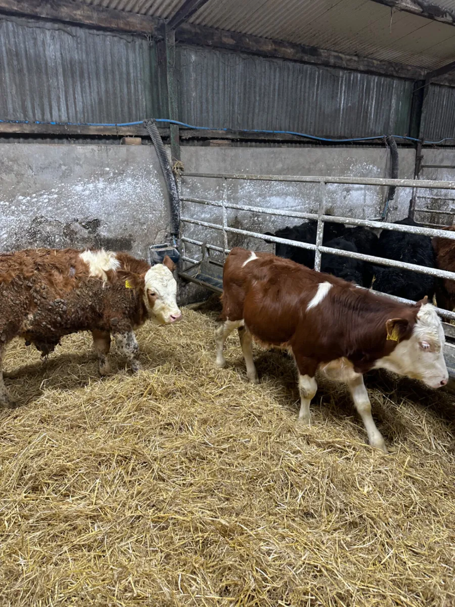 Fkv and blue bulls - Image 2