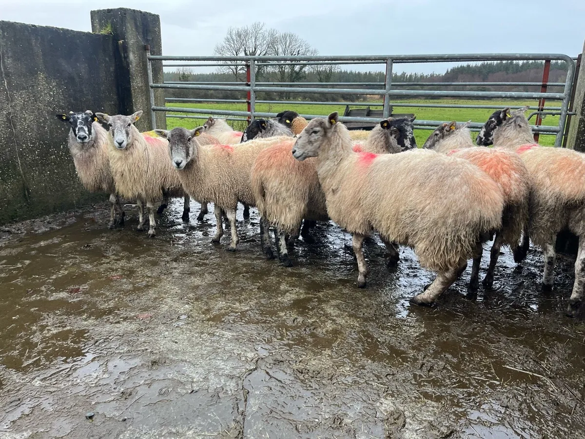 MULE EWES FOR SALE - Image 1