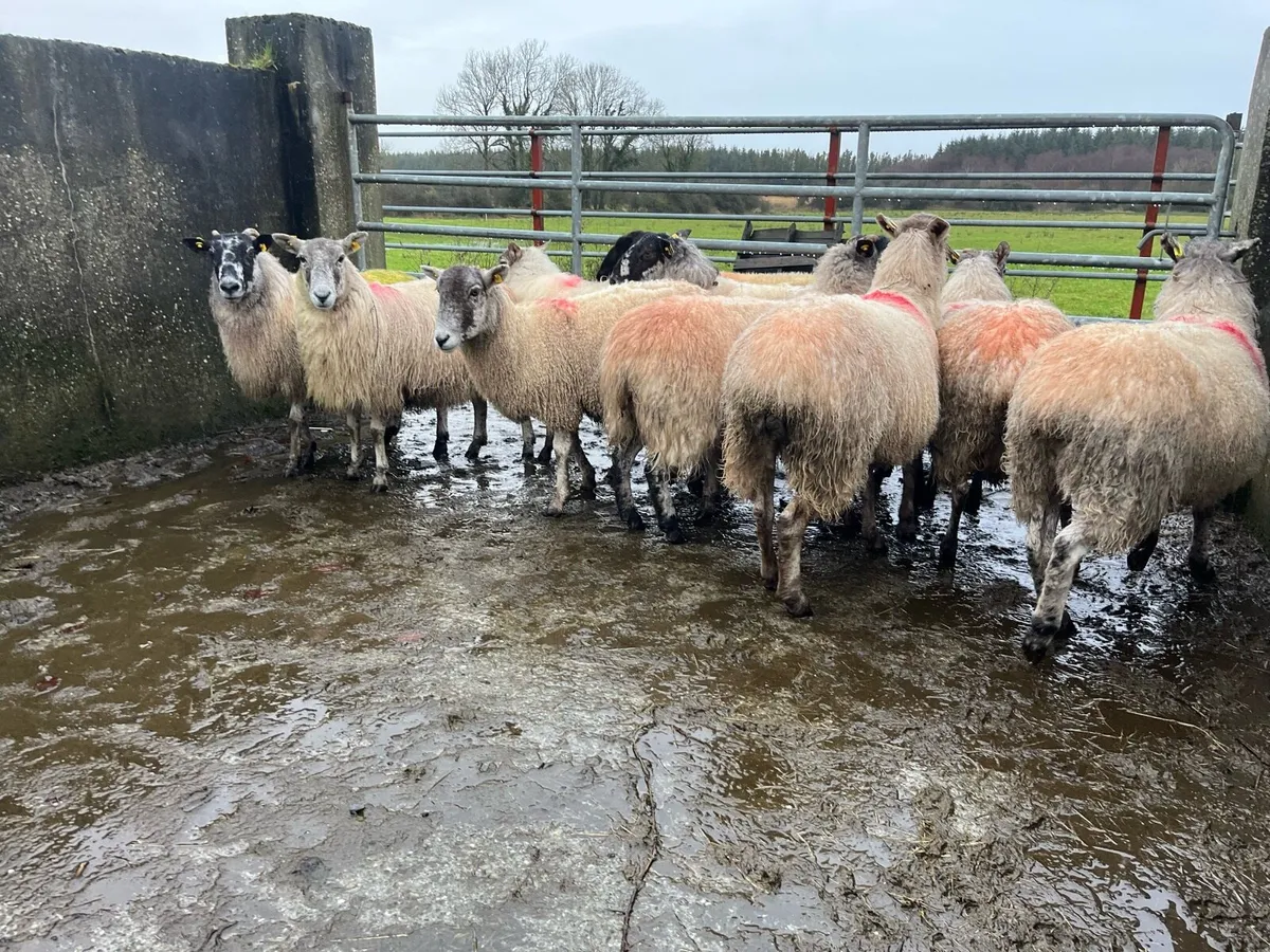 MULE EWES FOR SALE - Image 2